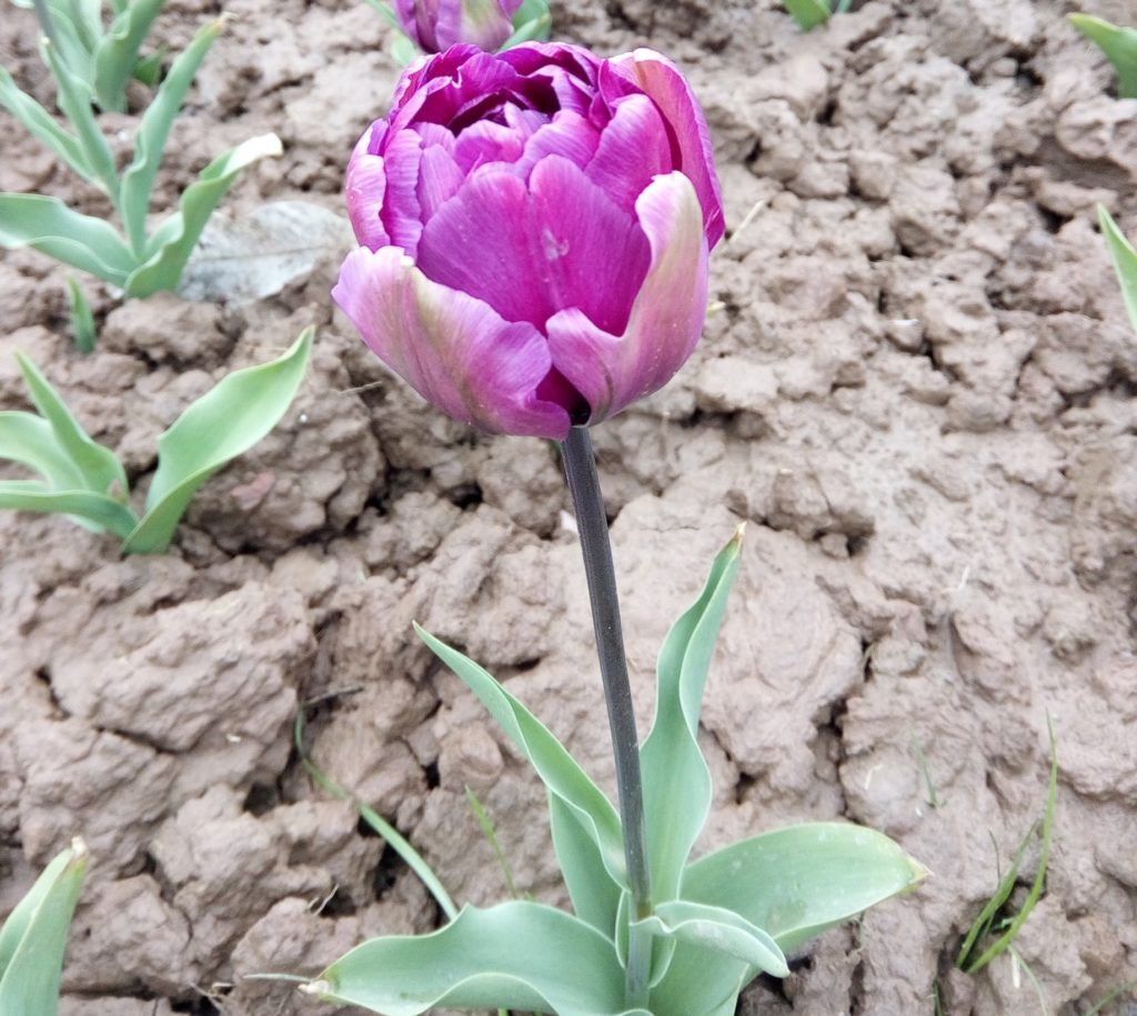 Purple Tulip