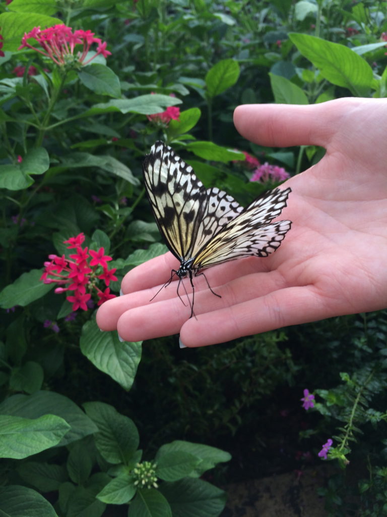 A butterfly on an open hand